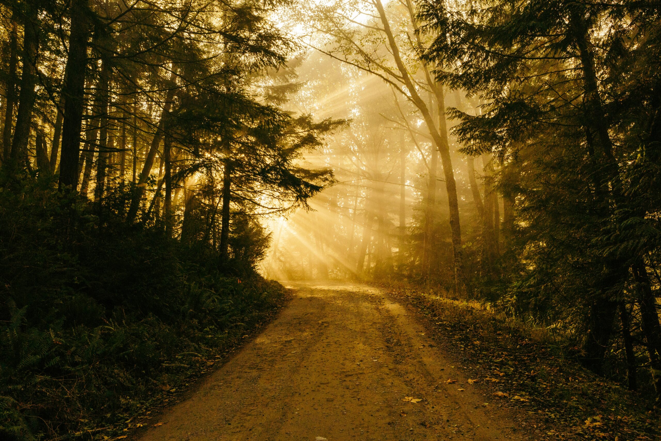 double track hiking trail with bright sun rays breaking through the trees on a business retreat with S&P Capital Partners